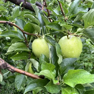 【家庭向け】王道青りんご！甘さが魅力の王林