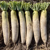 【厳冬期糖度UP】大根はるか 農薬・化学肥料不使用