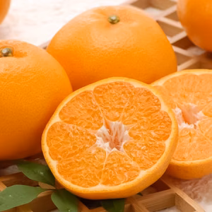 【早割・お買い得】愛媛県産はるみ＊山採り無選別商品