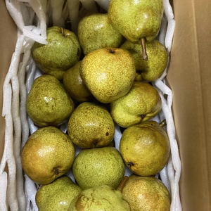 お試し　ラ•フランス 2.5キロバラ詰　約10-14個位入