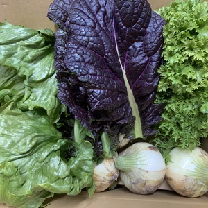 新玉ねぎ1.5kgとレタス2個とわさび菜とからし菜の淡路島からの旬の野菜セット