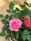 秋のコルダーナローズ・バードフラワー