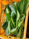 葉物野菜の美味しい季節。京水菜と京小松菜のセット