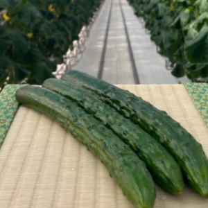 フルーツのような甘さ！みずみずしい！福島県須賀川産「岩瀬きゅうり」