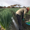 富山のしろねぎ