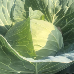 幻の品種フルーツキャベツ