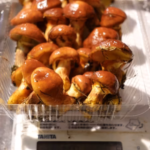 北海道ニセコ産◆絶品◆落葉きのこ(ハナイグチ)