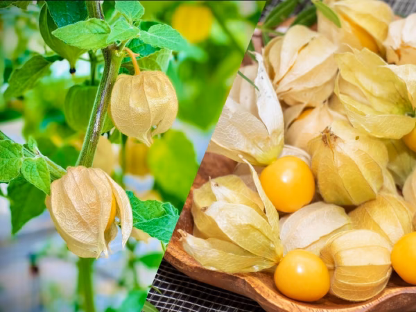 【春の福袋】10%増量！！甘みと酸味がギュッ!!爽やかゴールデンベリー