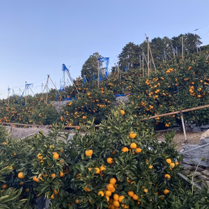 【これぞ"みかん"】段畑育ちの早生みかん