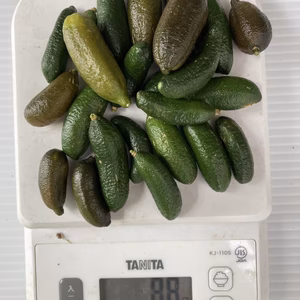 フィンガーライム