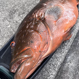 【魚突き】スジアラ（アカジン）6.8kg 鱗、内臓処理済