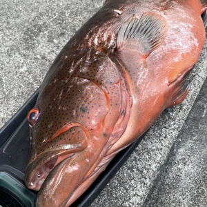 【魚突き】スジアラ（アカジン）6.8kg 鱗、内臓処理済
