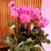 苔玉　シクラメン　(ピンク系)衝立付