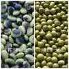 【在来種の青大豆セット、又は単品】おいしくてきれい！珍しい青大豆、揃っています