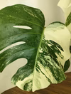 モンステラボルシギアナ　斑入り