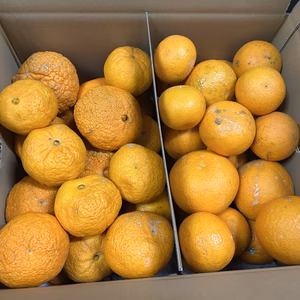 【訳あり】しらぬひ&清見