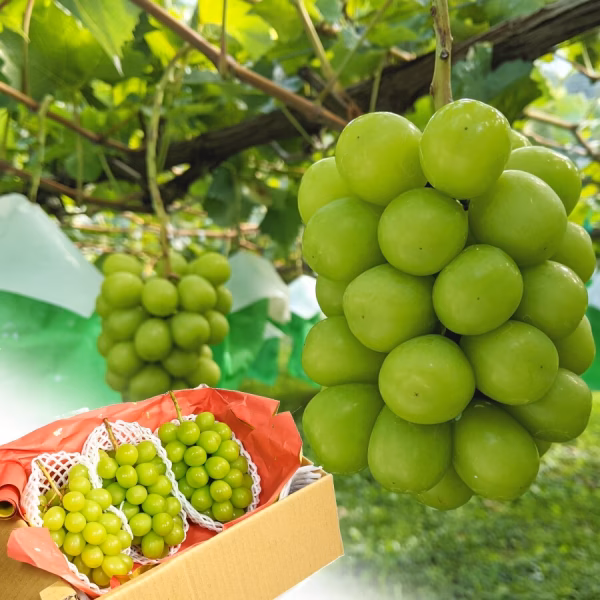 朝どりシャインマスカット 3房～4房 (1.8kg程度)  