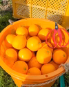 みかん畑セット【食べ比べ】3.3kg（箱込）