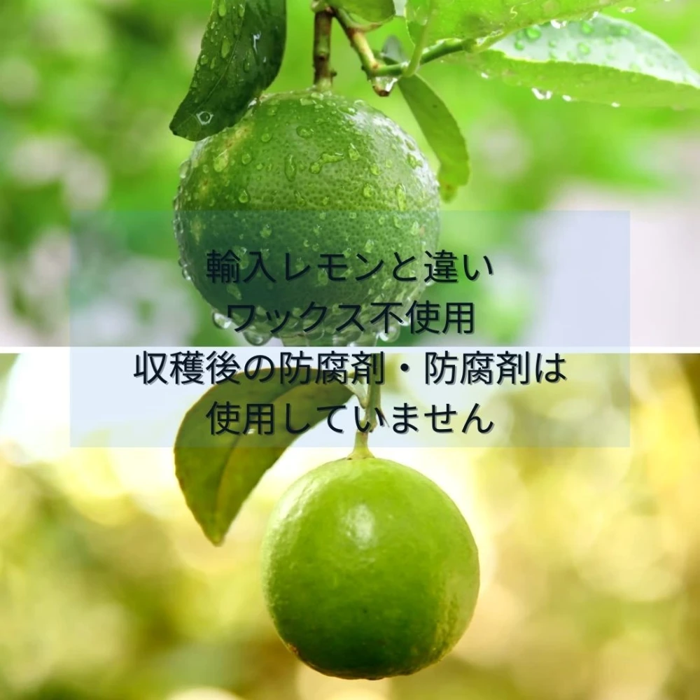 薄皮で種のない　レモンを越えたレモン