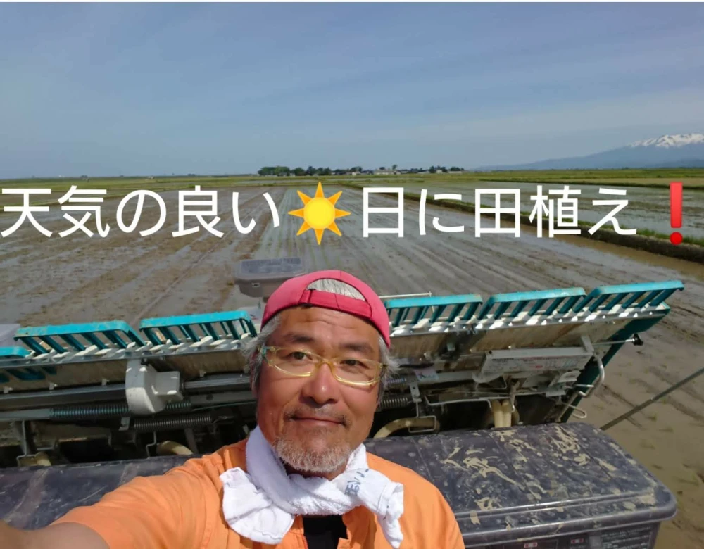 自然栽培 氷温熟成 でわのもち 令和４年産 山形県産 庄内米 玄米２５k