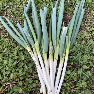 20％offセール中【農薬・化学肥料不使用栽培】青森県産　ネギ　2kg～