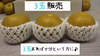 【オシャレ梨♪】あきづき梨、３玉から販売