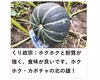 栗政宗 くり風味かぼちゃの北の覇者(カボチャ、南瓜)