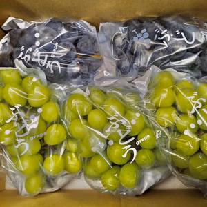 シャインマスカット&ナガノパープル 1.5kg(3~6房)