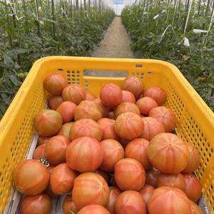 大人気❗️桃太郎のフルーツトマト小粒中粒♡食べたらトリコ