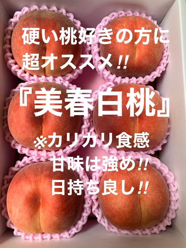 【お試し限定価格‼︎】硬い桃好きに超オススメ‼︎山形県産美春白桃