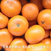 糖度16度に迫る！！　愛媛の高級柑橘　女王　せとか　家庭用　農家直送
