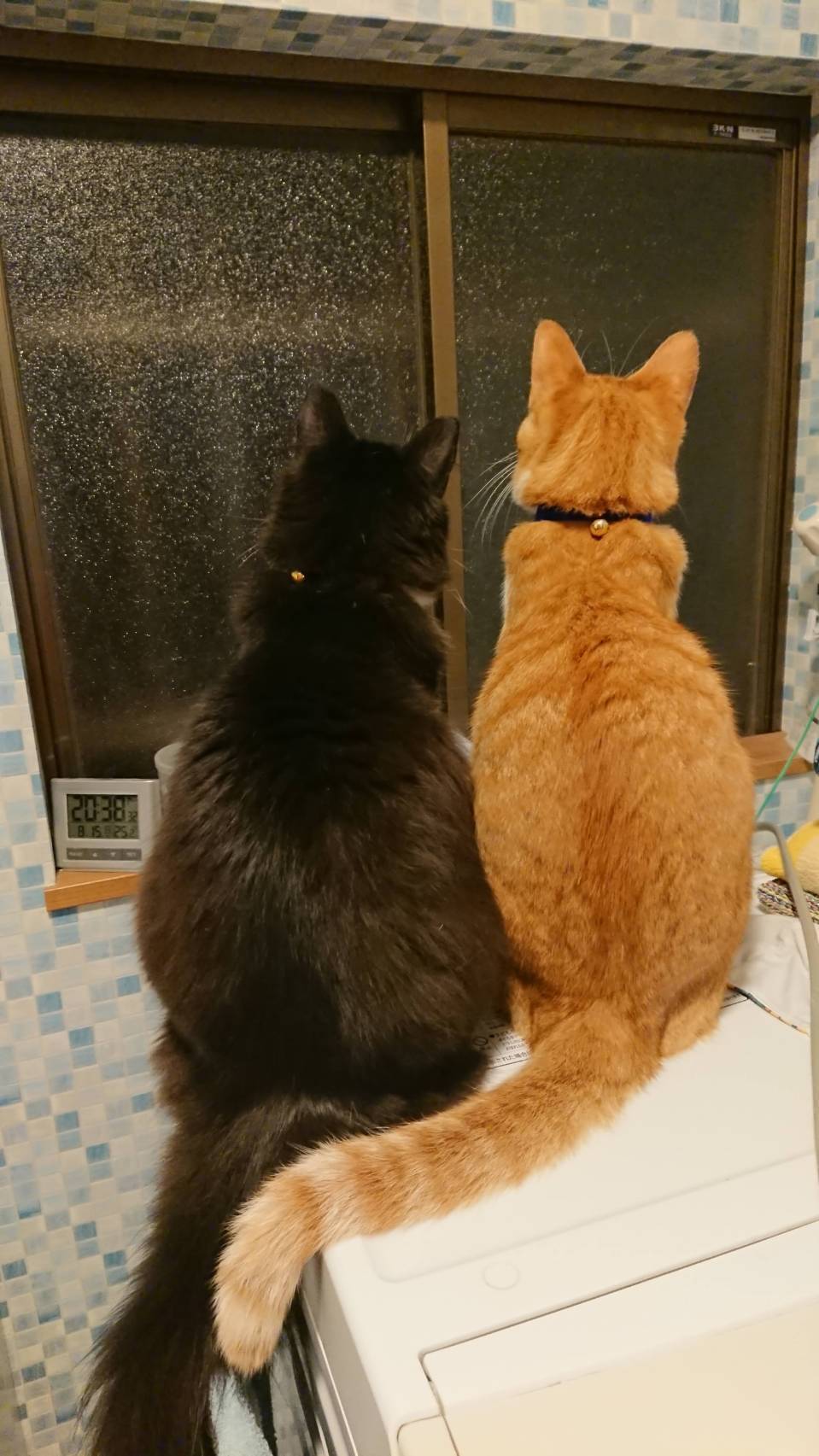 福岡県嘉麻市｜小さな自然農園 にゃんモコ｜大塚寿丸さんの生産者