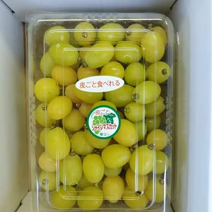 1.4kgシャインマスカット訳ありパック詰め