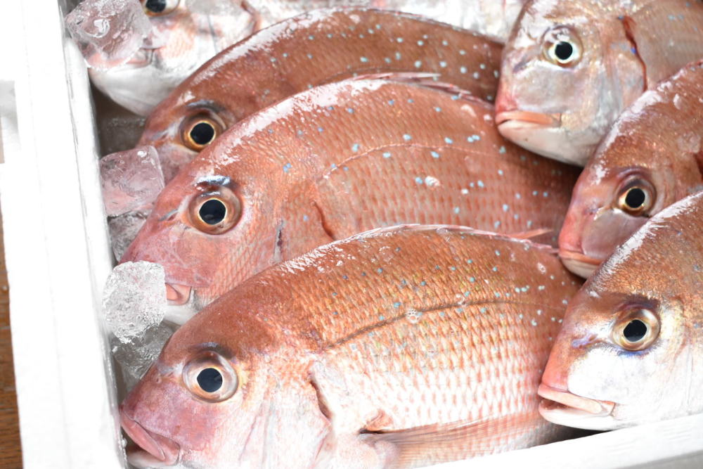 お魚が脱いだ 塩焼きから肝醤油まで 秋田の鮮魚三種を食べ比べ 農家漁師から産地直送の通販 ポケットマルシェ