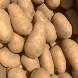 新じゃが！　メークイン発祥の地　厚沢部町産　メークイン　M〜2L 混玉