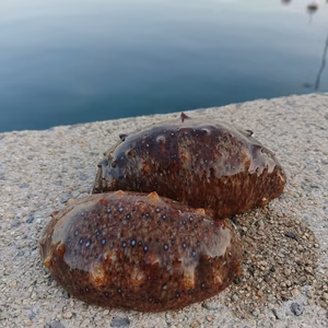 赤なまこ潜って捕ったど〜✨なまこ好きさーん❗コリコリ柔らか❗　