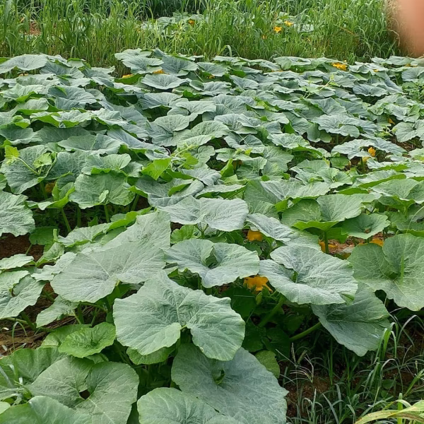 石垣島蜜蜂農園