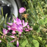 島田祐一 | 島田農園