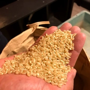 【玄米】天の一粒　コシヒカリ　無肥料無農薬で栽培　新米（2021年収穫）