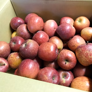 福島の美味しい林檎　加工用傷ありリンゴ　お菓子作り・ジュース・スムージ