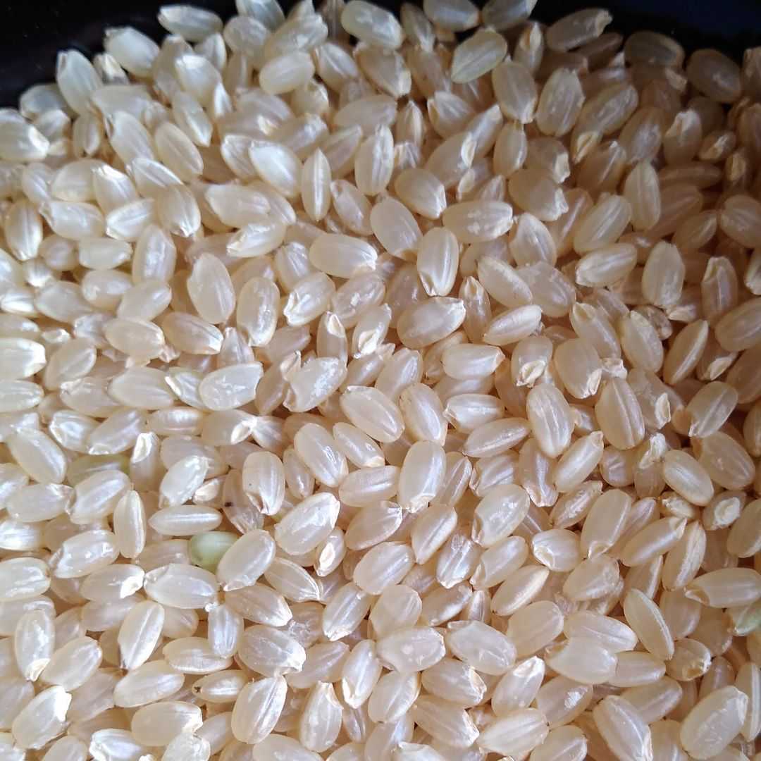 コシヒカリ玄米 20kg❣️令和6年産・特別米・減農薬 令和6年産 特別栽培米 農薬不使用 化学肥料不使用 除草剤不使用