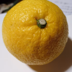 【越冬樹上完熟】晩柑（ばんかん）類　『はるか』おまけつき