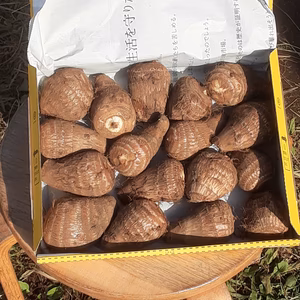 美肌＆デトックス効果抜群❣　里芋(土垂)　コンパクト箱に入るだけ❗