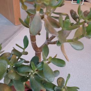 金の生る木。オリジナル（開運、風水の長持ちの中鉢）