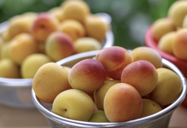 6月10日農園発送 完熟落下した南高梅をその日に発送します 農家漁師から産地直送の通販 ポケットマルシェ