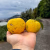 湯河原産・果実への農薬不使用 黄ゆず【訳あり】