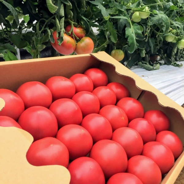 【訳あり有機トマト４kg箱】と【特別栽培米ミルキークイン5㎏】のセット