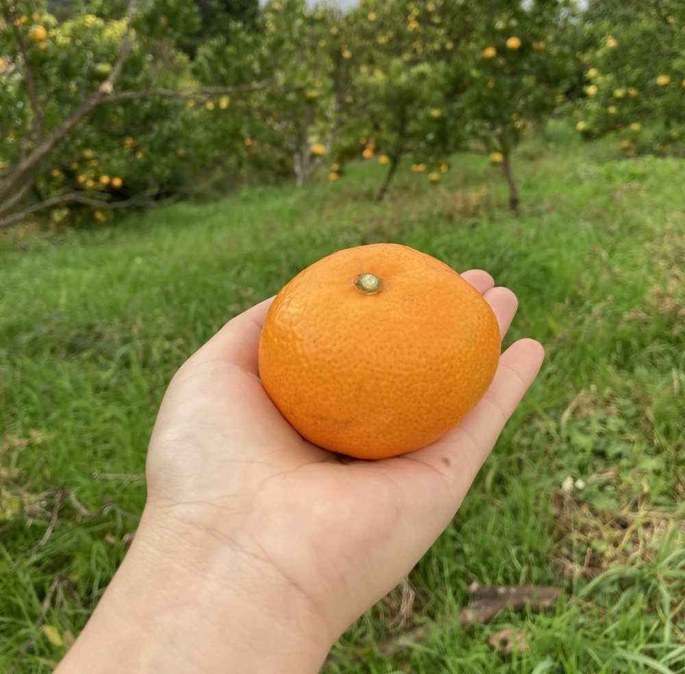 毎年大人気の『三ヶ日みかん(品種：早生もしくは中生)』｜果物の商品