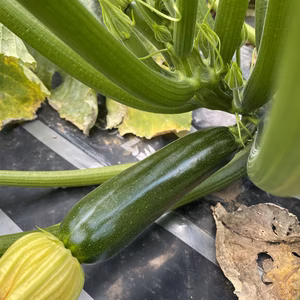 長野県産、雲海育ちの有機ズッキーニ！（レシピ付き）