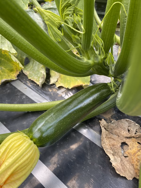 長野県産、雲海育ちの有機ズッキーニ！（レシピ付き）